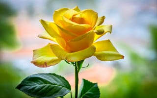 Картинка Желтые лепестки розы