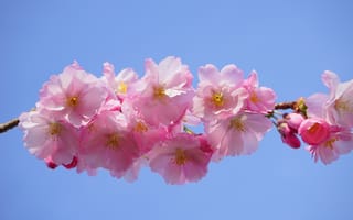 Картинка японская цветущая вишня, цветы, дерево, цветок, наземное растение, ветвь, растение, розовый, картинки на рабочий стол, макросъёмка, флора, весна, цвет, красочный, вишни, лепесток, цветущее растение, японские вишневые деревья, декоративная вишня, цветения, японская вишня