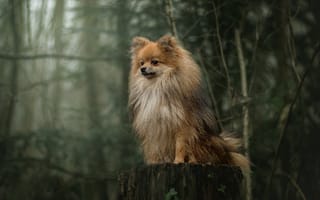 Картинка милая собака, пушистый, величественная, природа, собаки, классно