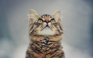 Картинка кошка, смотрящий вверх, милая, кошки, полосатый
