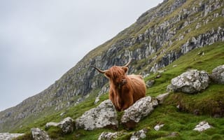 Картинка Скотланд, животное, корова