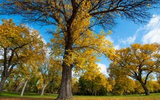 Картинка осень, парк, деревья