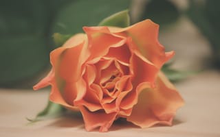 Картинка роза, оранжевый, близко, цветы, картинки на рабочий стол