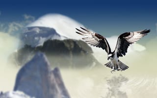 Картинка орлан-белохвост, горы, чайка, хищная птица, птица, облака, элемент, птицы, весна, вода, оперение, картинки на рабочий стол, хищник, зима, парящая птица, крыло, воздух, орел, позвоночные, полет, морская птица