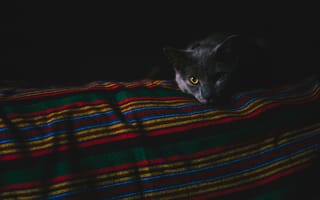 Картинка кошки, серая кошка, серый кот, картинки на рабочий стол, морда, серый, кошка