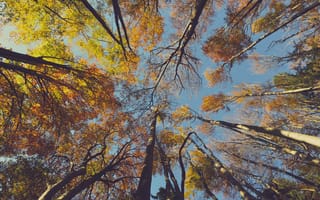 Картинка лесной массив, осень, солнечный свет, природа, лиственный, лес, дерево, лиственница, умеренный широколистный и смешанный лес, ветвь, натуральный, наземное растение, лист, древесное растение