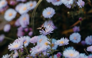 Картинка белые цветы, пчела, цветы, опыление, клумба, насекомое