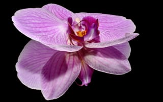 Картинка флора, цветы, растение, макросъёмка, мотыльковая орхидея, лепесток, цветущее растение, фиолетовый, орхидея, крупным планом, оркид, розовый, цветок, пурпурный