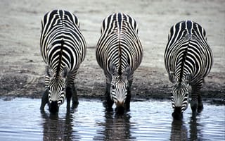 Картинка черно-белый, дикая природа, Сафари, зебры, Саванна, водопой, узор, животные, Африка, млекопитающее, зебра, полосатый, стадо, фауна, три, лошадь как млекопитающее