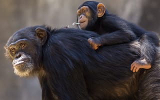Картинка ребенок, обезьяна, шимпанзе, семья, животные