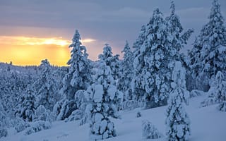 Картинка Finland, закат, Lapland, зима, Лапландия, снег, Финляндия, деревья, пейзаж
