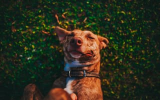 Картинка милая, лежа, счастливое лицо, игривая собака, собаки