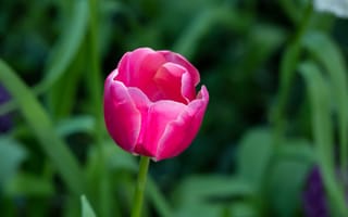 Картинка Цветок розовых тюльпанов