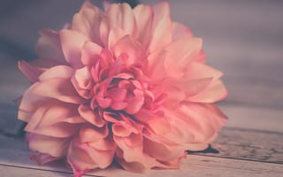 Картинка розовый, цветок, флористика, цветы, лепесток, персик, весна, сладкая, пион, компьютерные, растение, георгина, природа, срезанные цветы, цветущее растение, романтический