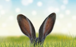 Картинка кролик, уши, торчащие уши из травы, трава, животные