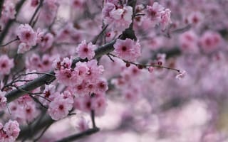 Картинка вишни, красота, сад, еда, розовый, ветвь, японские вишневые деревья, весна, природа, макросъёмка, цветения, вишня, на открытом воздухе, сцены, зелёный, сакура, цветочный, лепесток, цвет, цветущее растение, цветы, цветок, декоративная вишня, растение, дерево