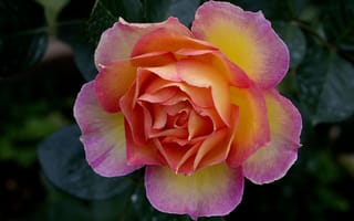 Картинка розовая роза, крупным планом, близко, цветы