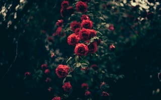 Картинка красные розы, размытый, маленькие розы, картинки на телефон, цветы, листья