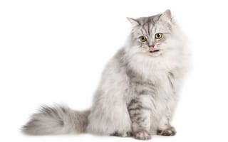 Обои усы, британская полудлинношерстная, картинки на телефон, кошки мелких и средних размеров, кошка как млекопитающее, мейн-кун, домашняя короткошерстная кошка, кошки, норвежская лесная кошка