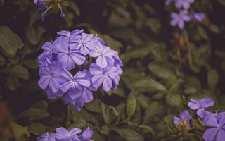 Картинка растения, фиолетовый цветок, почки, цветы, лепестки, листья