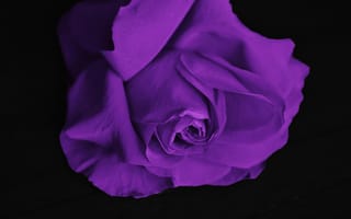 Картинка макросъёмка, растение, лепесток, роза, цветок, цветы, цвет, фиолетовый бутон, красивый фиолетовый цвет, макро, розы, романтика, цветущее растение
