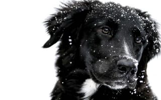Картинка собака, снег, близко, собаки, черная собака