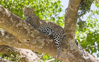 Картинка Леопард на дереве