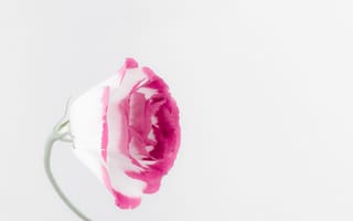 Картинка розовая роза, лепестки, цветы, светлый, бесплатные фотографии