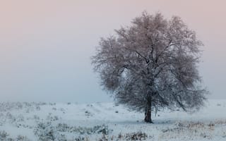 Картинка поле, одинокое дерево, картинки на телефон, снег, пейзажи, зима