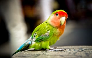 Картинка птица, крыло, попугай, красочный, попугайчик, фауна, птицы, обыкновенный домашний попугай, голубка, зелёный, желтый, лорикет, красный, позвоночные, 