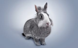 Картинка кролик, серый, уши, животные, белая морда