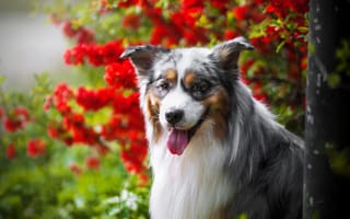 Картинка милая собака, туманный, красные цветы, картинки на телефон, собаки, австралийская овчарка