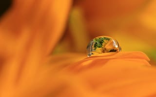 Картинка капля воды, оранжевый цветок, крупным планом, макро, бесплатные