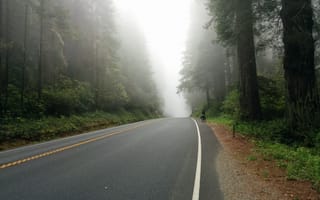 Картинка путешествие, туман, шоссе, полосы, погода, атмосферное явление, лес, пейзажи, дорога, маршрут, утро, дерево, солнечный свет, 
