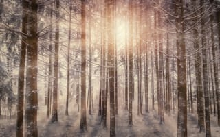 Картинка солнечный луч, природа, снег, лес, картинки на телефон, деревья, солнечный свет
