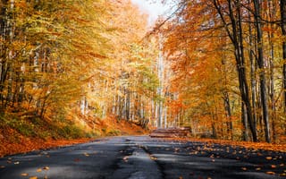 Картинка осень, дорога, лес, деревья, пейзажи, падение