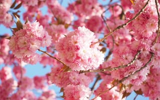 Картинка дерево, ветвь, фрукты, японская вишня, цветок, японцы, еда, японские вишневые деревья, вишни, розовый, розоцветные rosaceae, цветы, восточная вишня, розовая семья, сезон, цветущая веточка, йошино, японская культура, сакура йошино, запах, восточно-азиатская вишня, традиции, цветущее растение, бесплатные фотографии, растение, grannenkirsche, весна, бутон, наземное растение, японская цветущая вишня, продукт, декоративное растение, вишня, декоративная вишня, лепесток, чернослив серрулата