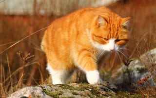 Картинка ходьба, рыжий кот, оранжевый кот, кошки, милая, пушистые