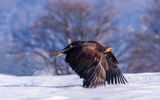 Обои орел, дикая природа, бесплатные, зима, хищные птицы, птицы, снег
