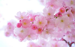 Картинка дерево, ветвь, лепесток, цветущее растение, цвет, японская вишня, декоративная вишня, продукт, цветок, японская цветущая вишня, макросъёмка, японские вишневые деревья, ленц, бутон, период цветения, цветы, весна, наземное растение, вишни, растение, розовый, красочный