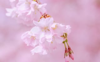 Картинка цветение сакуры, весна, цветы, вишни, фотографии на телефон, дерево, ветвь