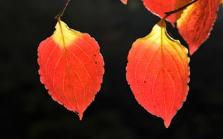 Картинка листья, осень, фотографии на телефон, природа, макро