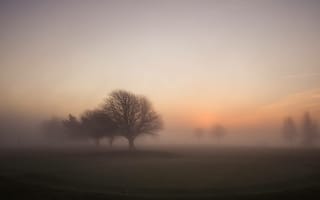 Обои туман в поле, трава, деревья, утро