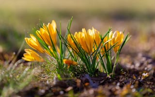 Картинка цветы, природа, весна, фотографии на телефон, жёлтые, крокусы, флора