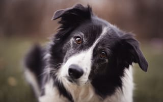 Картинка бордер-колли, симпатичная собака, близко, собаки
