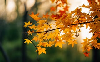Картинка осень, желтые листья, природа, солнечный свет