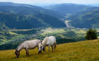 Обои лошади, долина, горы, лошадь, пейзажи, пейзаж, уклона, поле, фотографии на телефон, деревня, кони