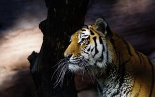 Картинка тигр, дерево, бесплатные фотографии, животные, полосы, взгляд