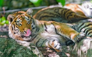 Картинка животное, тигровые тигры