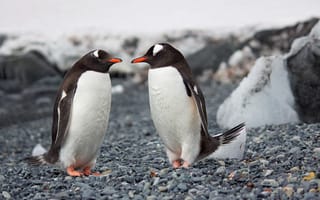 Картинка пингвины, смотрят, птицы, животные, бесплатные
